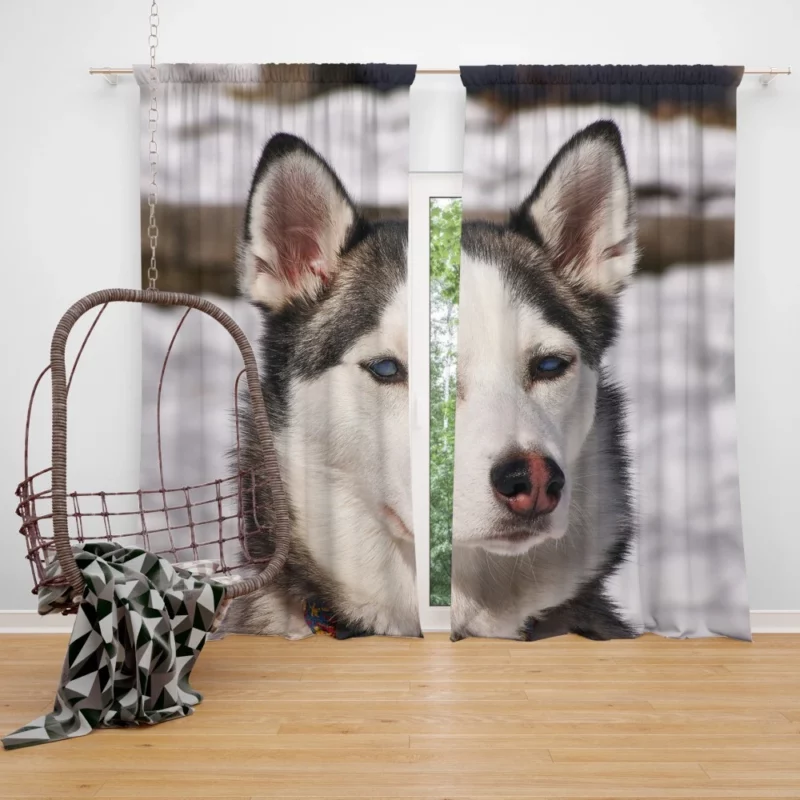 Siberian Husky Arctic Charm Furry Companion Curtain