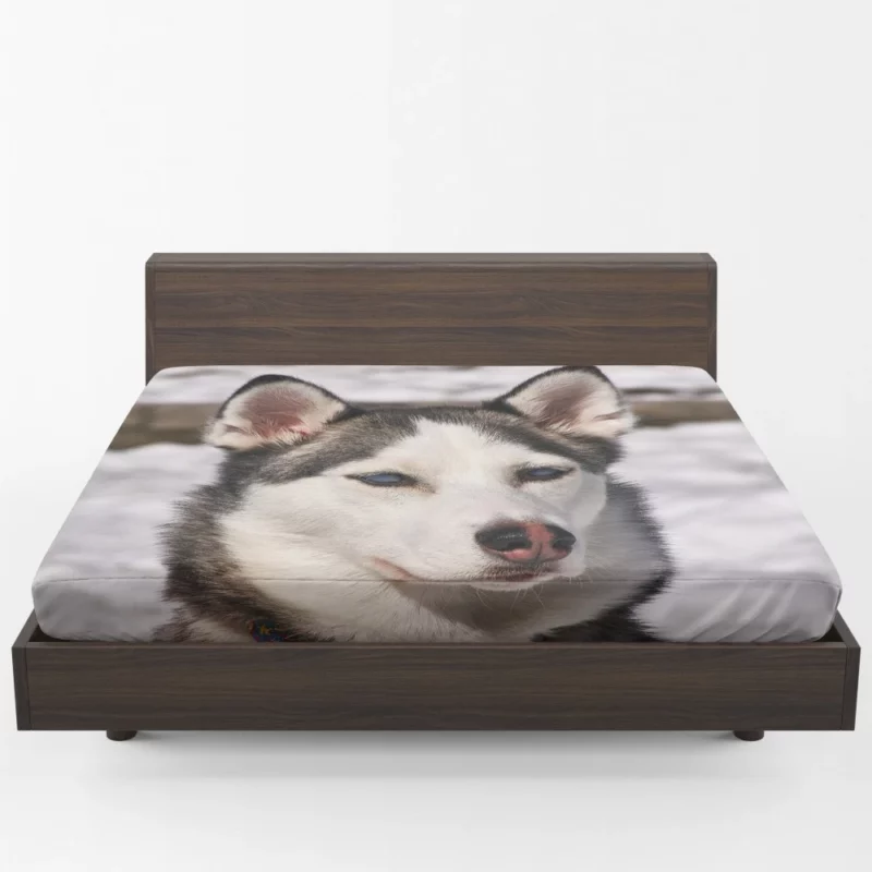 Siberian Husky Arctic Charm Furry Companion Fitted Sheet