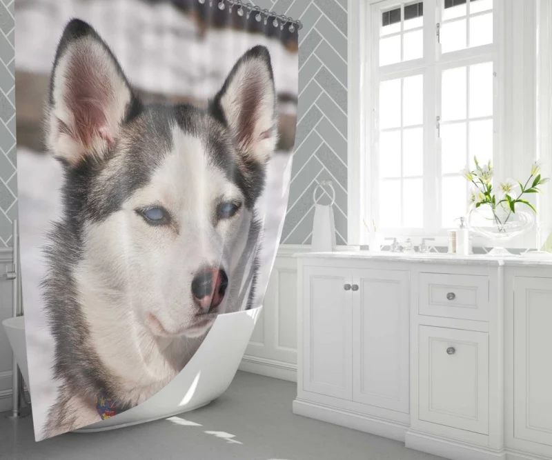 Siberian Husky Arctic Charm Furry Companion Shower Curtain 1