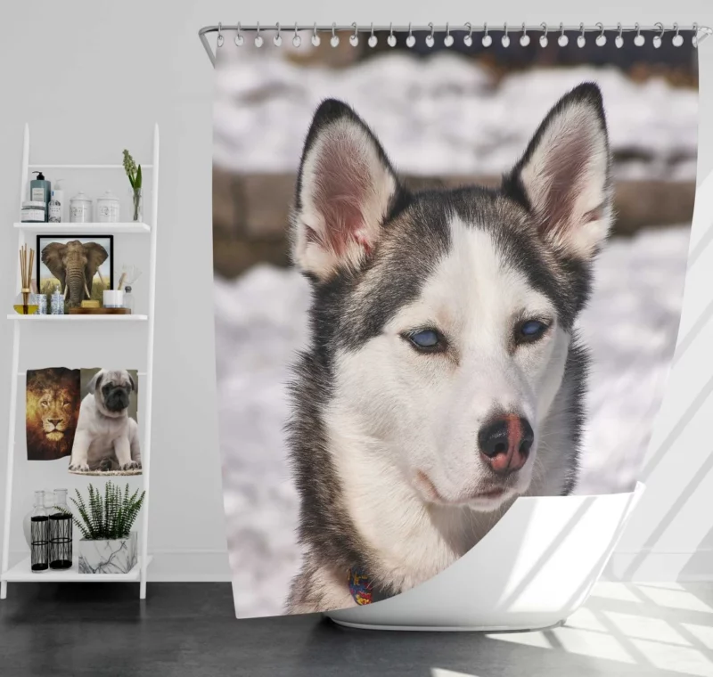 Siberian Husky Arctic Charm Furry Companion Shower Curtain