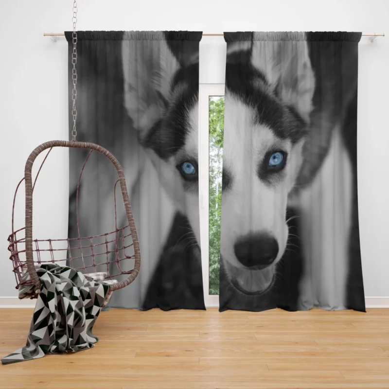 Siberian Husky Arctic Elegance Curtain