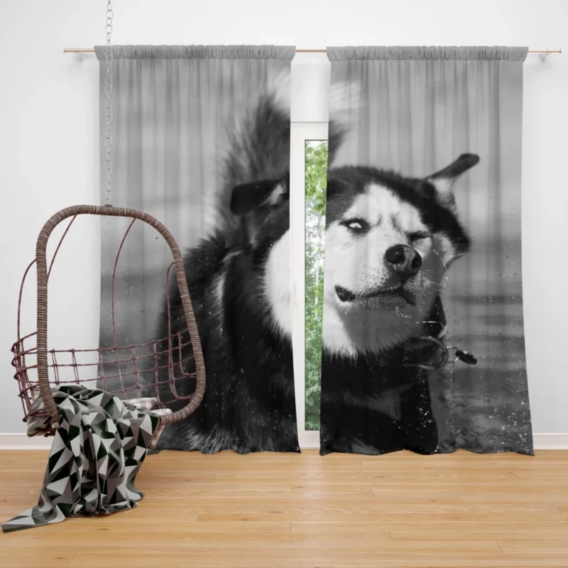 Siberian Husky Black & White Beauty Furry Elegance Curtain