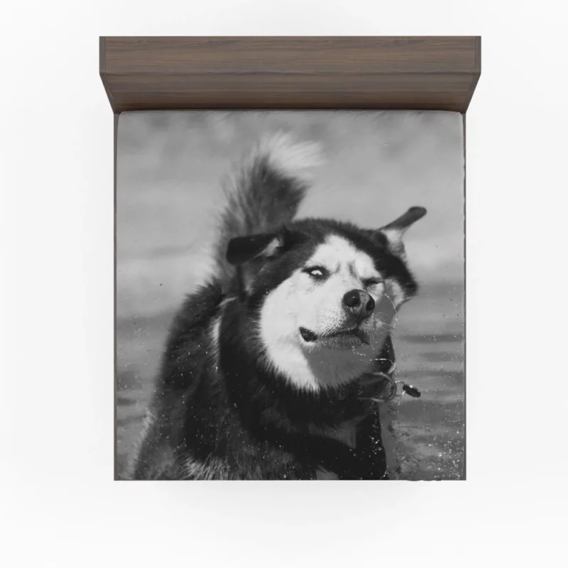 Siberian Husky Black & White Beauty Furry Elegance Fitted Sheet 1