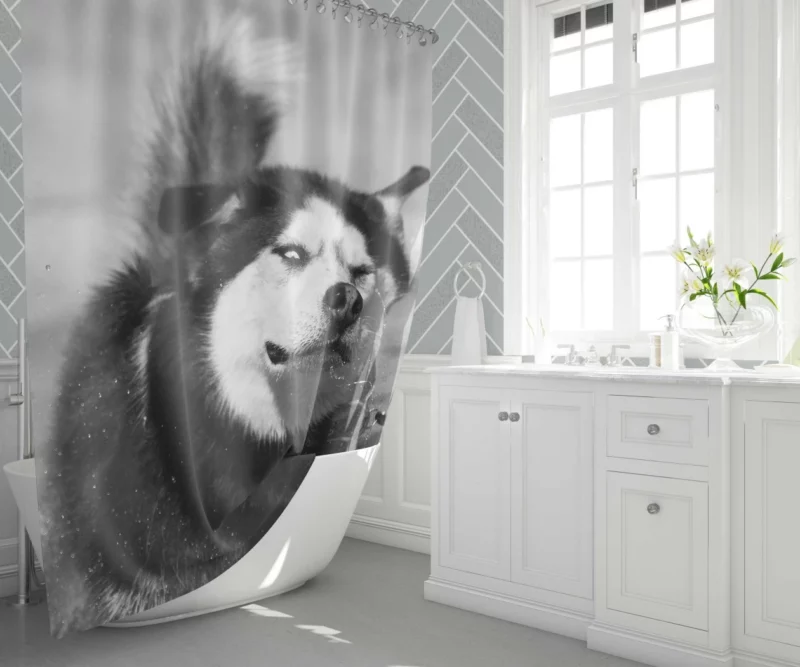 Siberian Husky Black & White Beauty Furry Elegance Shower Curtain 1