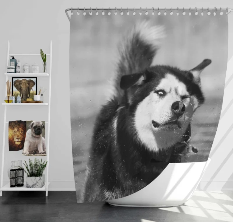 Siberian Husky Black & White Beauty Furry Elegance Shower Curtain