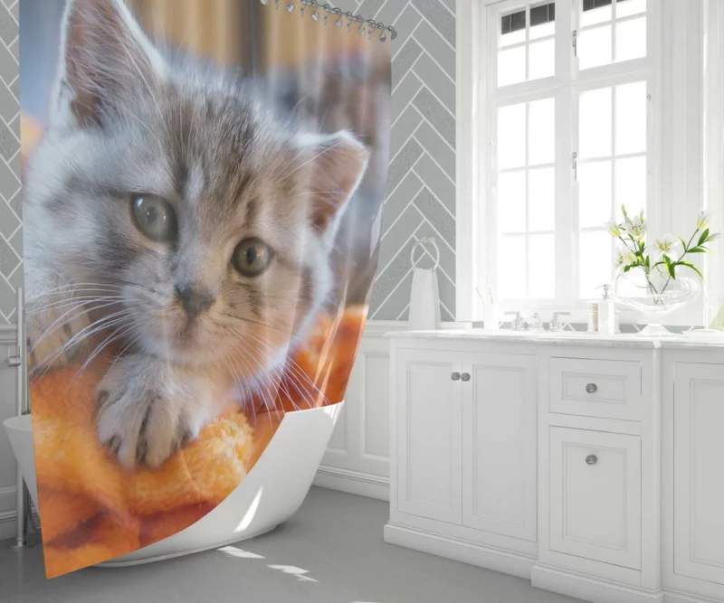 Siberian Husky Snowfall Adventure Shower Curtain 1