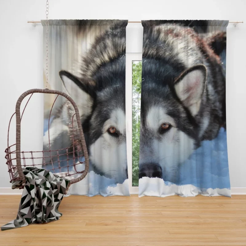 Siberian Husky in Snowfall Serenity Curtain