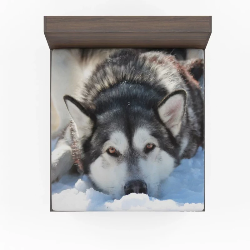 Siberian Husky in Snowfall Serenity Fitted Sheet 1