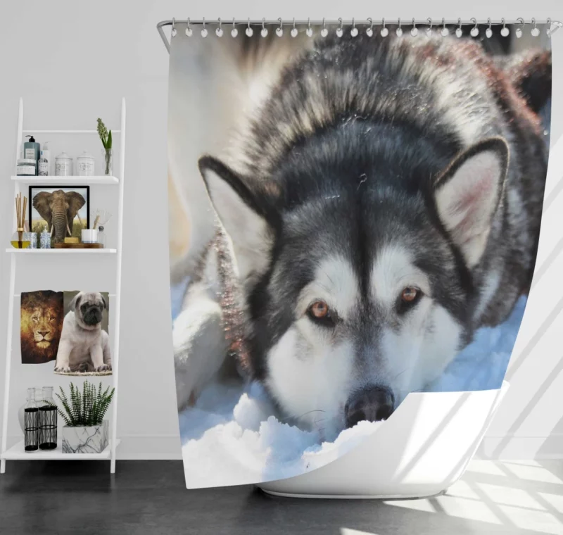 Siberian Husky in Snowfall Serenity Shower Curtain