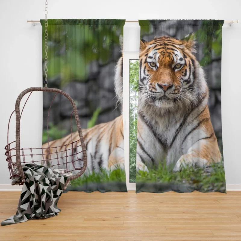 Siberian Tiger Fierce Female of the Zoo Curtain