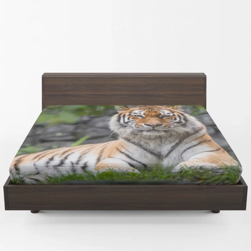 Siberian Tiger Fierce Female of the Zoo Fitted Sheet