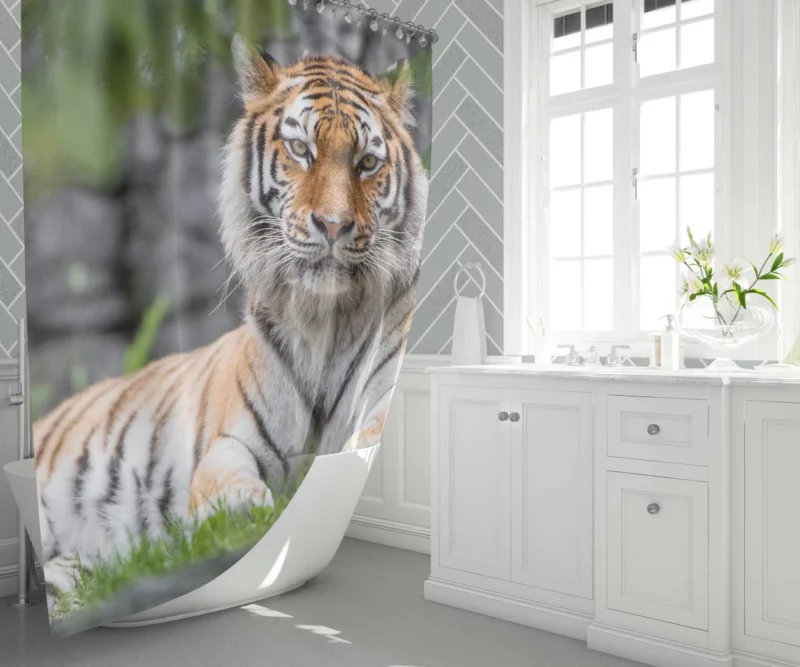 Siberian Tiger Fierce Female of the Zoo Shower Curtain 1