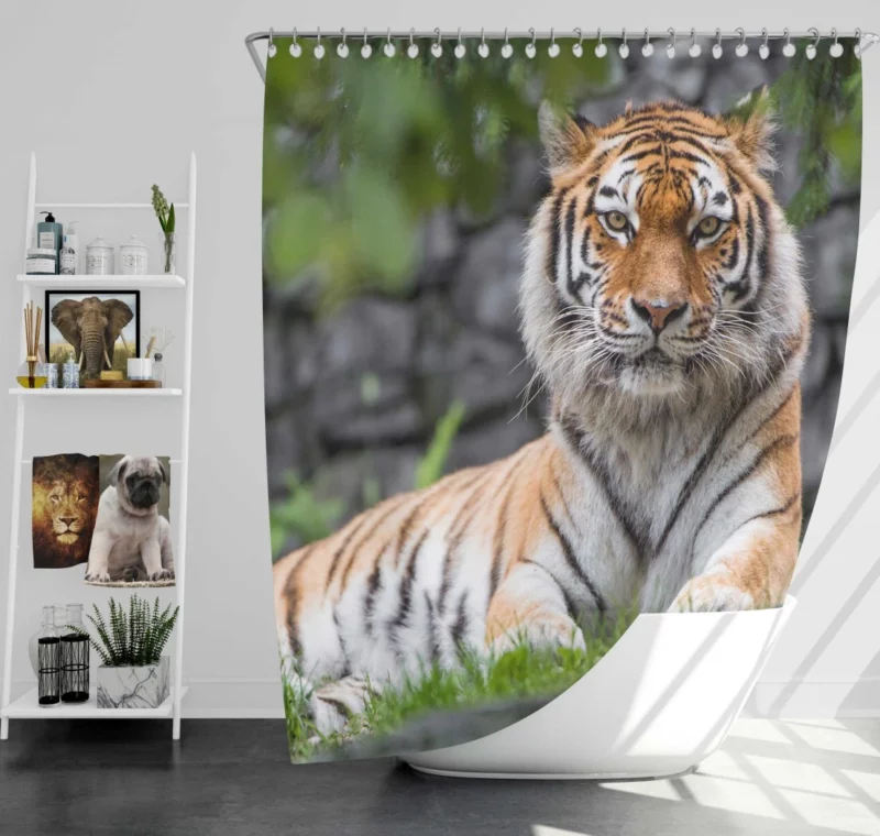 Siberian Tiger Fierce Female of the Zoo Shower Curtain