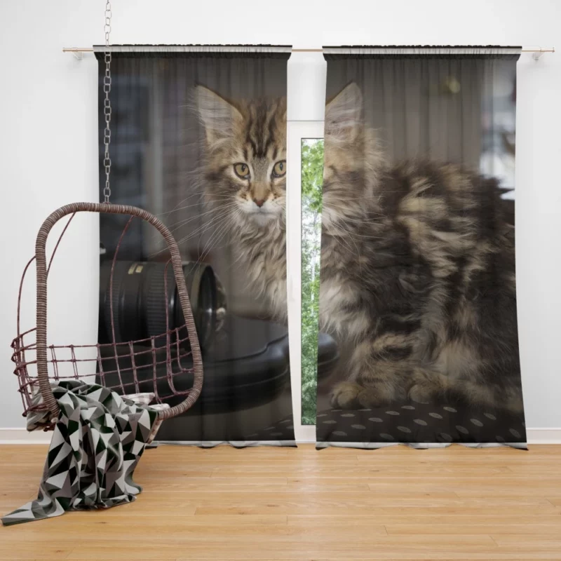 Silent Cat Observer Curtain