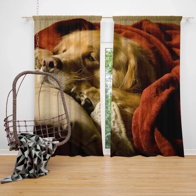 Sleeping Golden Retriever Tranquil Slumber Curtain