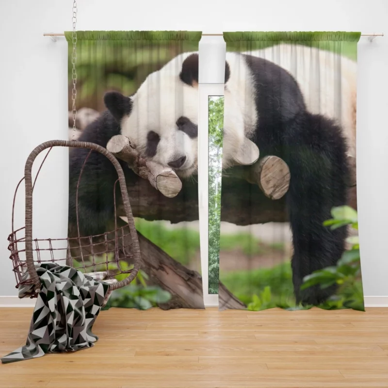 Sleeping Panda Cute Repose Curtain