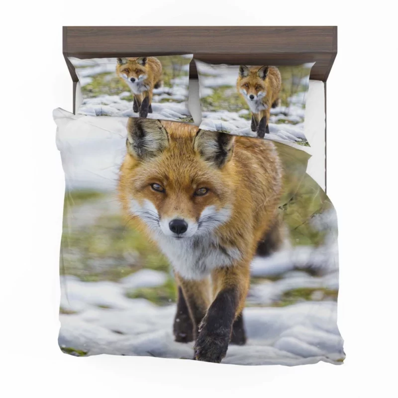 Sly Fox Gaze Exotic Wilderness Bedding Set 1