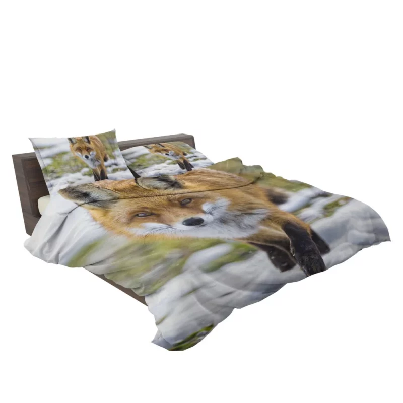 Sly Fox Gaze Exotic Wilderness Bedding Set 2