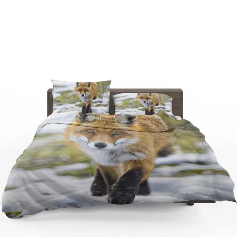 Sly Fox Gaze Exotic Wilderness Bedding Set