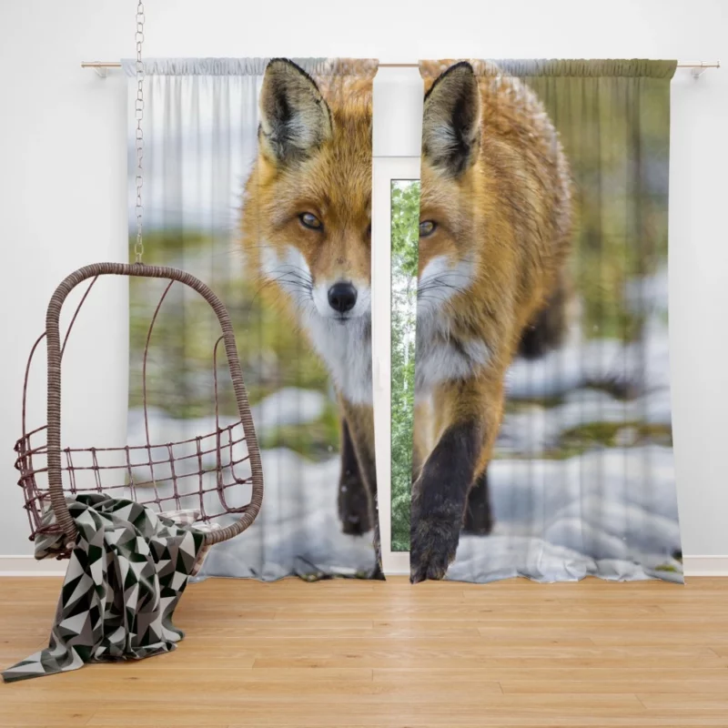 Sly Fox Gaze Exotic Wilderness Curtain