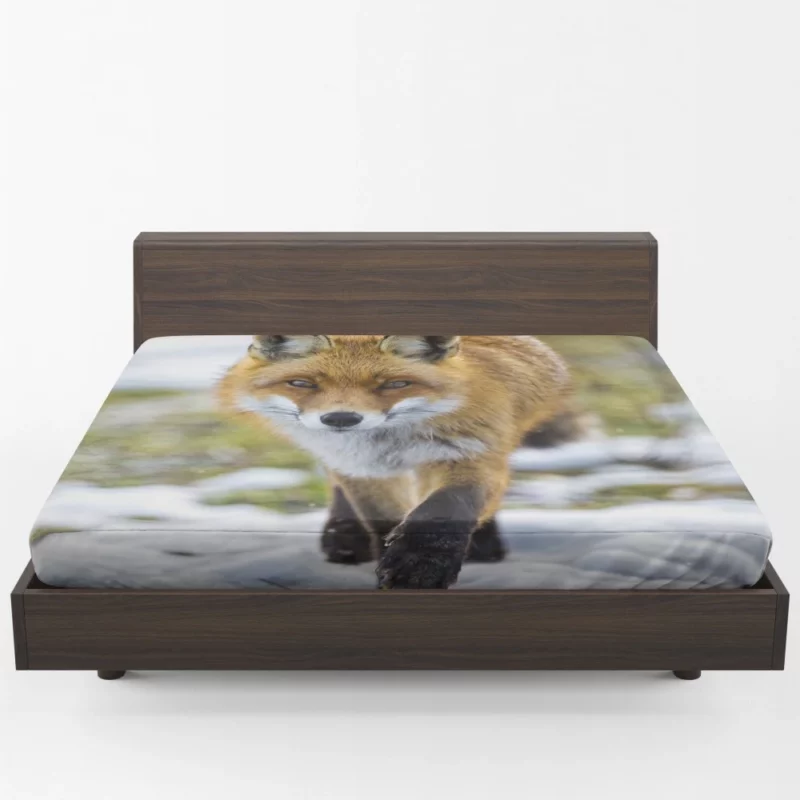 Sly Fox Gaze Exotic Wilderness Fitted Sheet