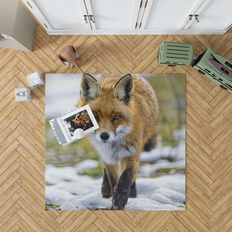 Sly Fox Gaze Exotic Wilderness Rug