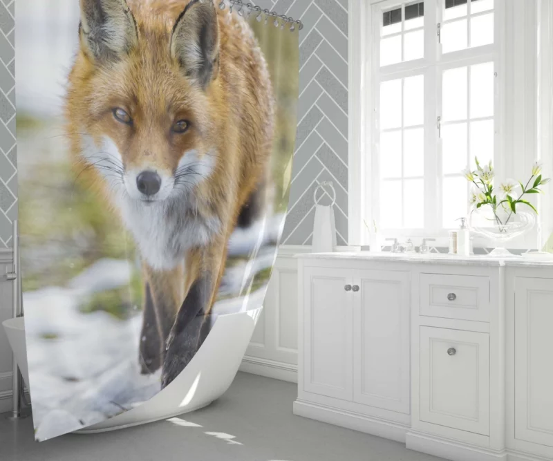 Sly Fox Gaze Exotic Wilderness Shower Curtain 1