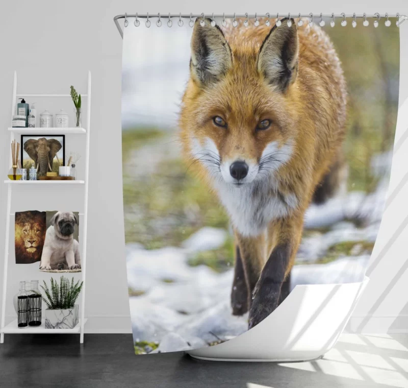 Sly Fox Gaze Exotic Wilderness Shower Curtain