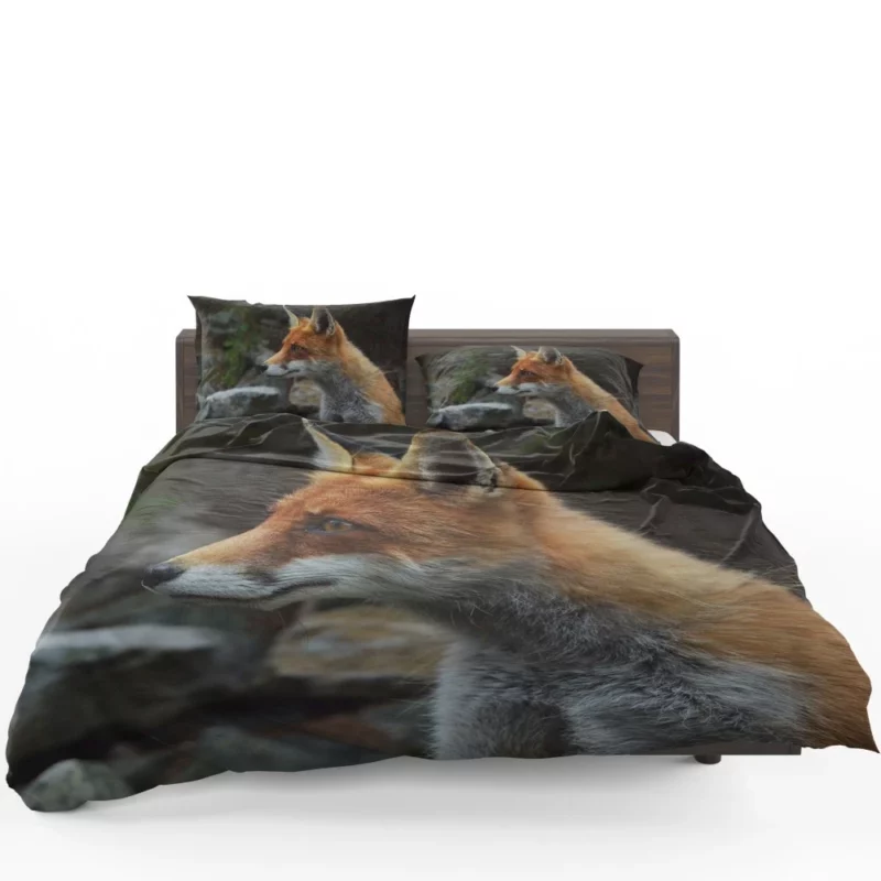 Sly Fox Gaze Nature Curiosity Bedding Set