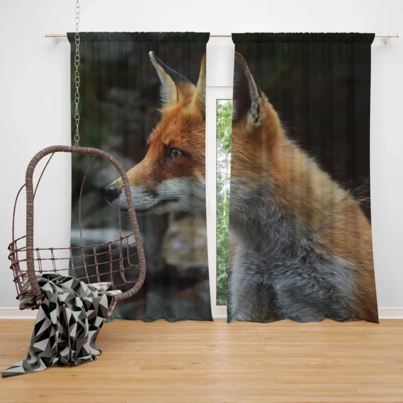 Sly Fox Gaze Nature Curiosity Curtain