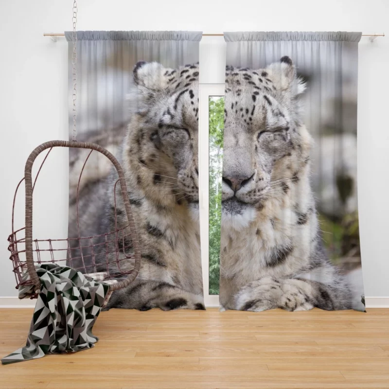 Snow Leopard Pristine Majesty Himalayan Curtain