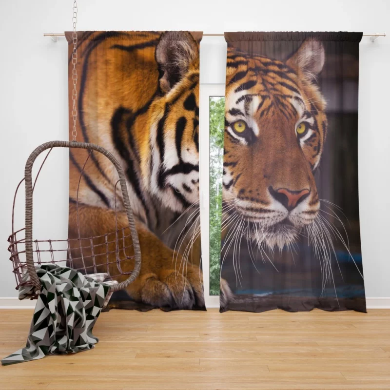 Snowy Tiger Enigmatic Gaze Wilderness Majesty Curtain