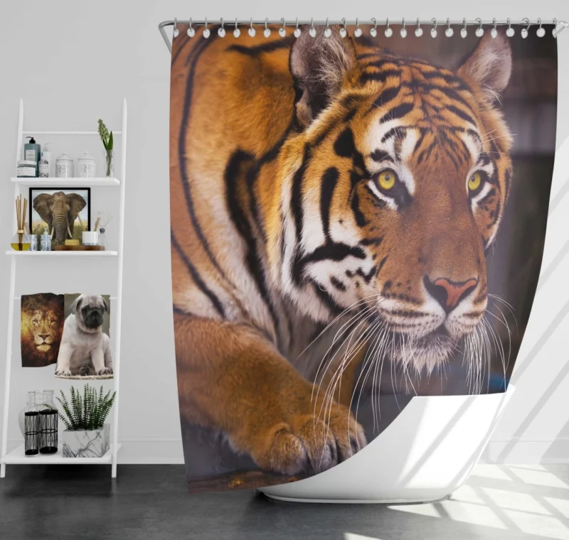 Snowy Tiger Enigmatic Gaze Wilderness Majesty Shower Curtain