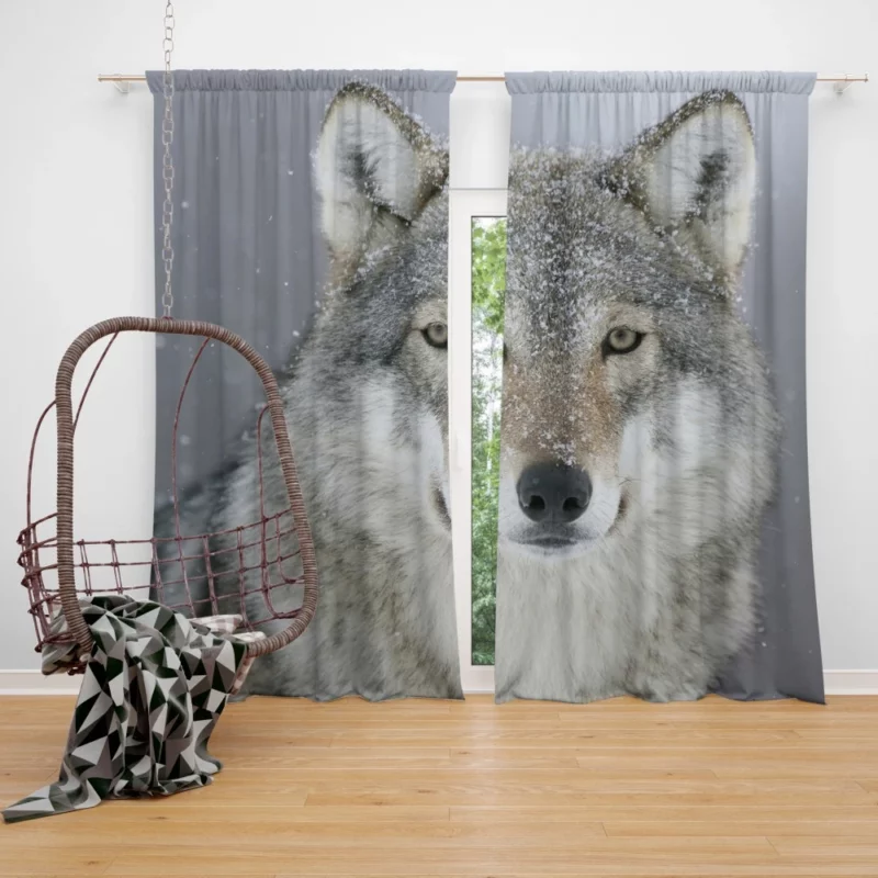 Snowy Wolf Majesty Arctic Wilderness Curtain