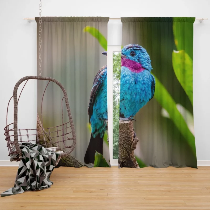 Spangled Cotinga Tropical Beauty Vibrant Plumage Curtain