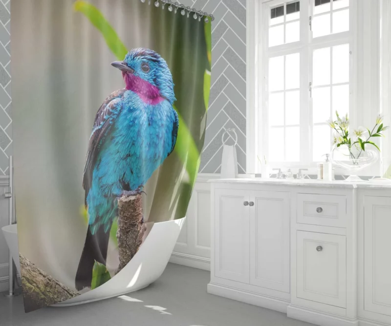 Spangled Cotinga Tropical Beauty Vibrant Plumage Shower Curtain 1