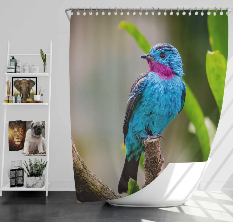 Spangled Cotinga Tropical Beauty Vibrant Plumage Shower Curtain