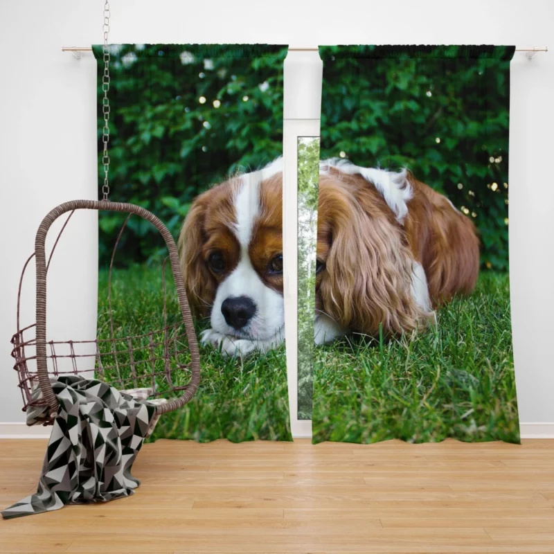 Spaniel Puppy Sweet Innocence Curtain