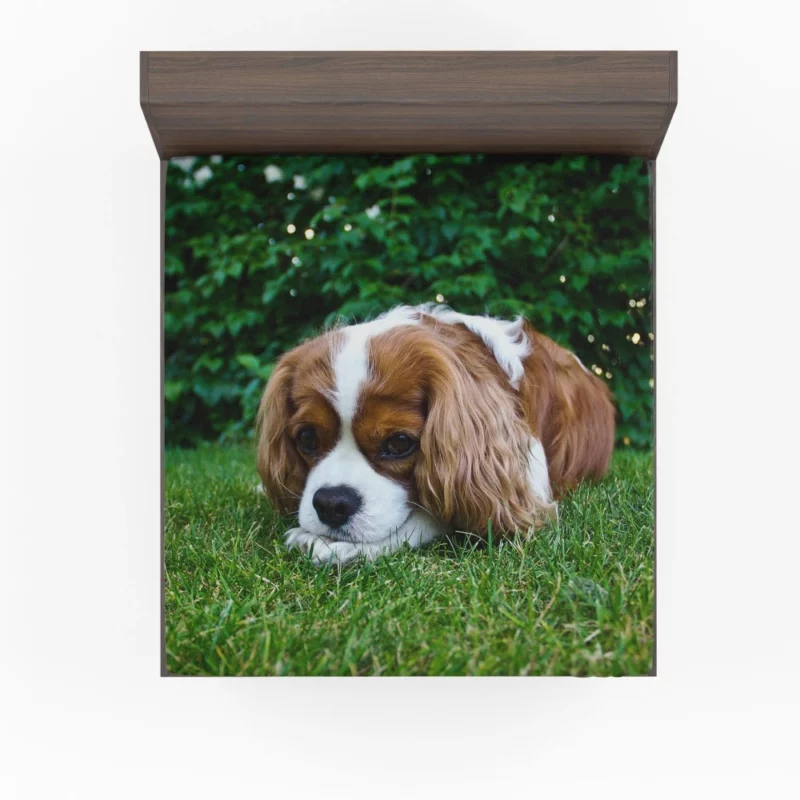 Spaniel Puppy Sweet Innocence Fitted Sheet 1