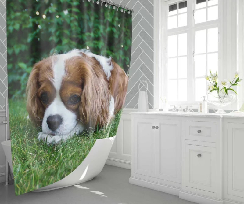 Spaniel Puppy Sweet Innocence Shower Curtain 1