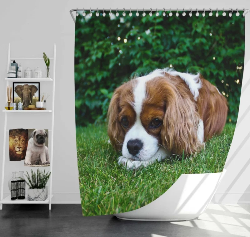 Spaniel Puppy Sweet Innocence Shower Curtain