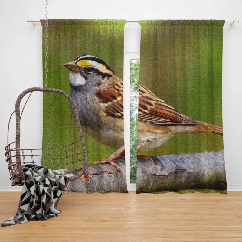 Sparrow Artful Pose Canvas Creation Curtain