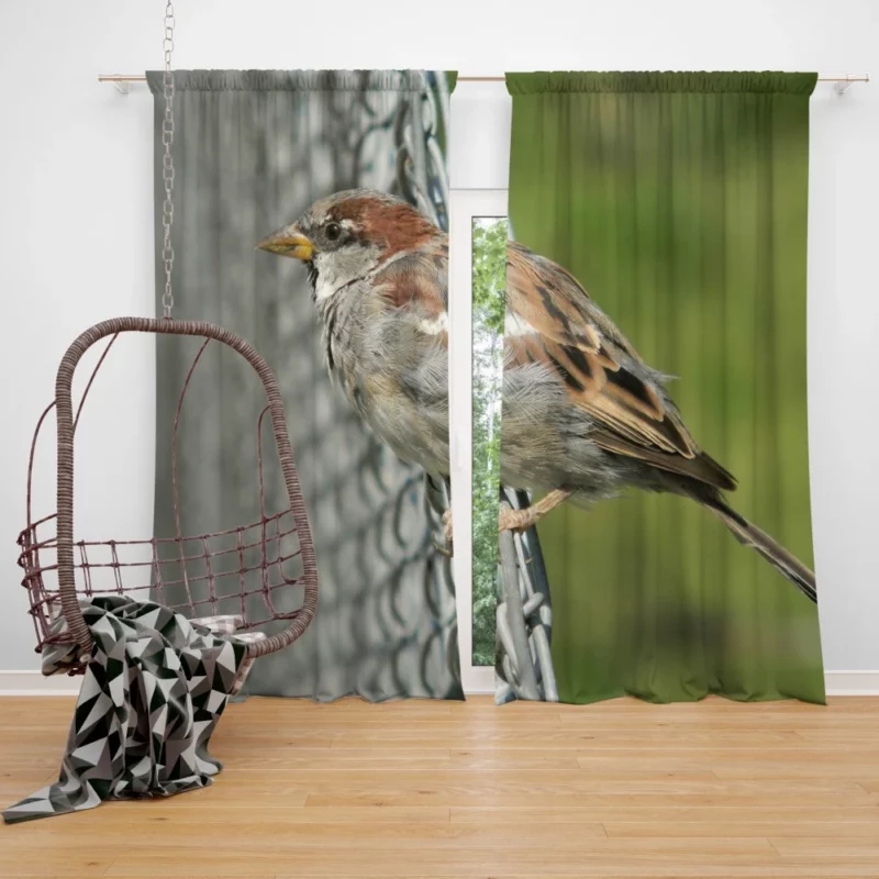 Sparrow Chirpy Essence Tiny Wonder Curtain