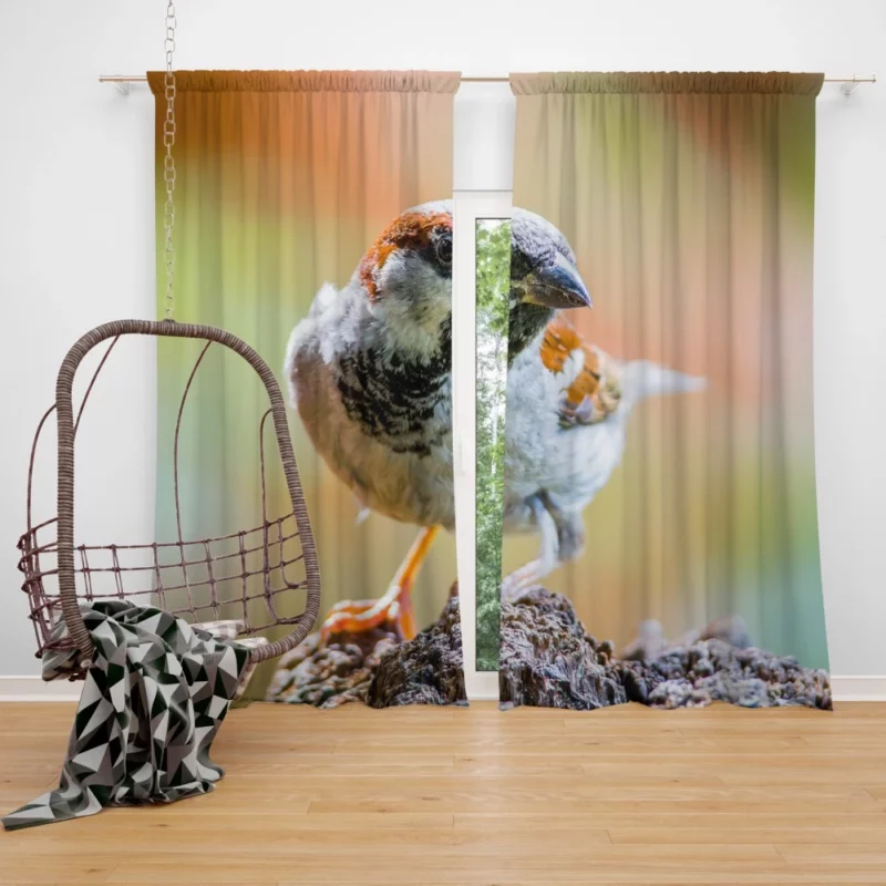 Sparrow Close-Up Charm Tiny Marvel Curtain