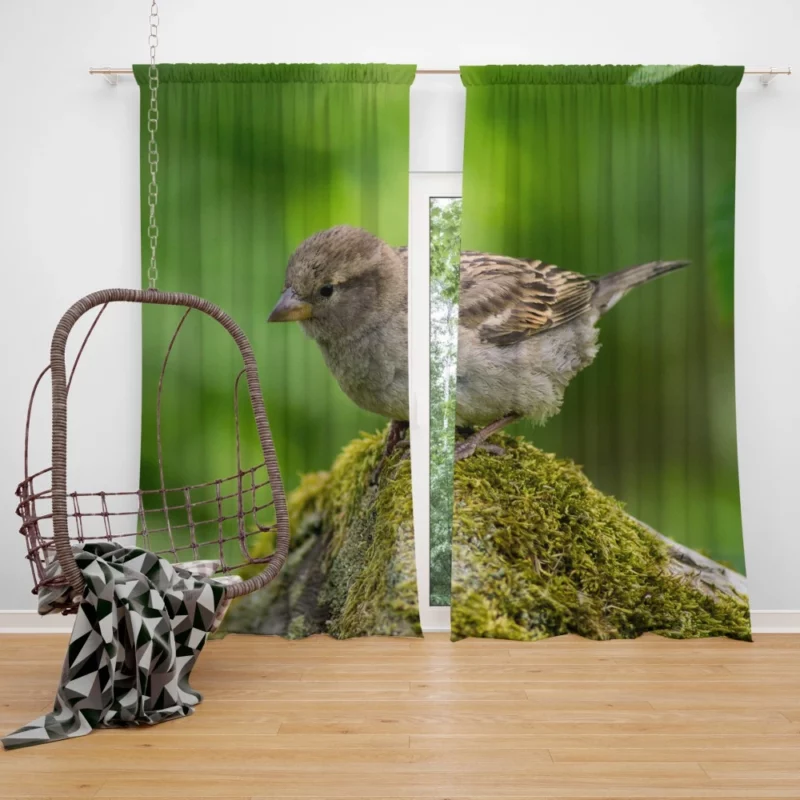 Sparrow Mossy Perch Natural Hideaway Curtain