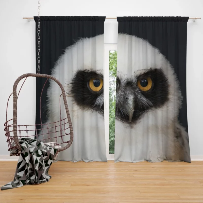 Spectacled Owl Chick Curious Avian Youth Curtain