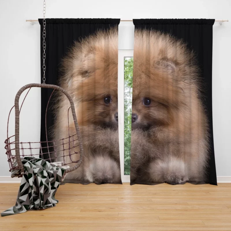 Spitz Puppy Fluffy Appeal Puppy Love Curtain