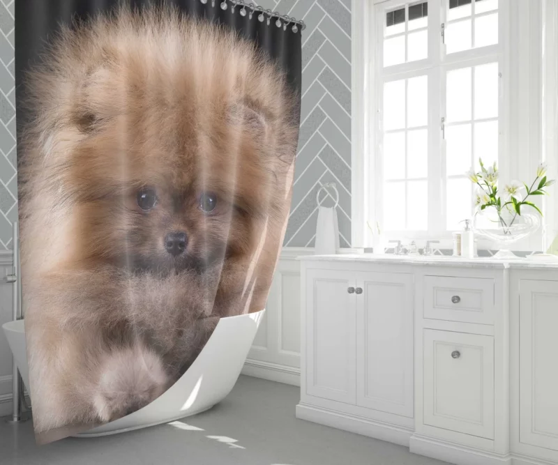 Spitz Puppy Fluffy Appeal Puppy Love Shower Curtain 1