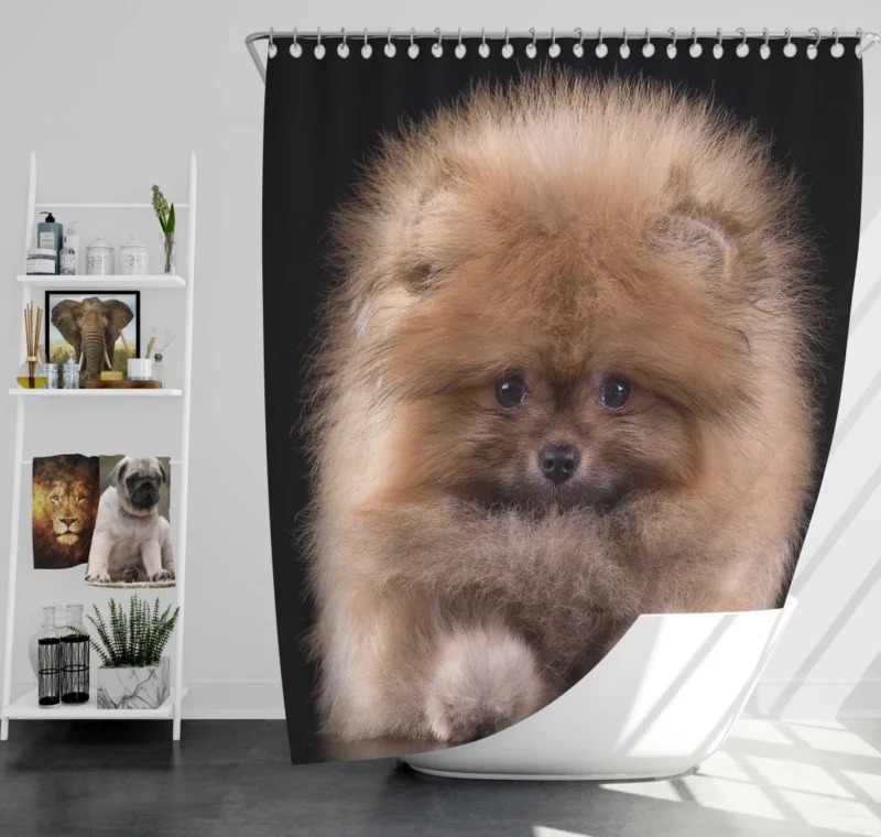 Spitz Puppy Fluffy Appeal Puppy Love Shower Curtain