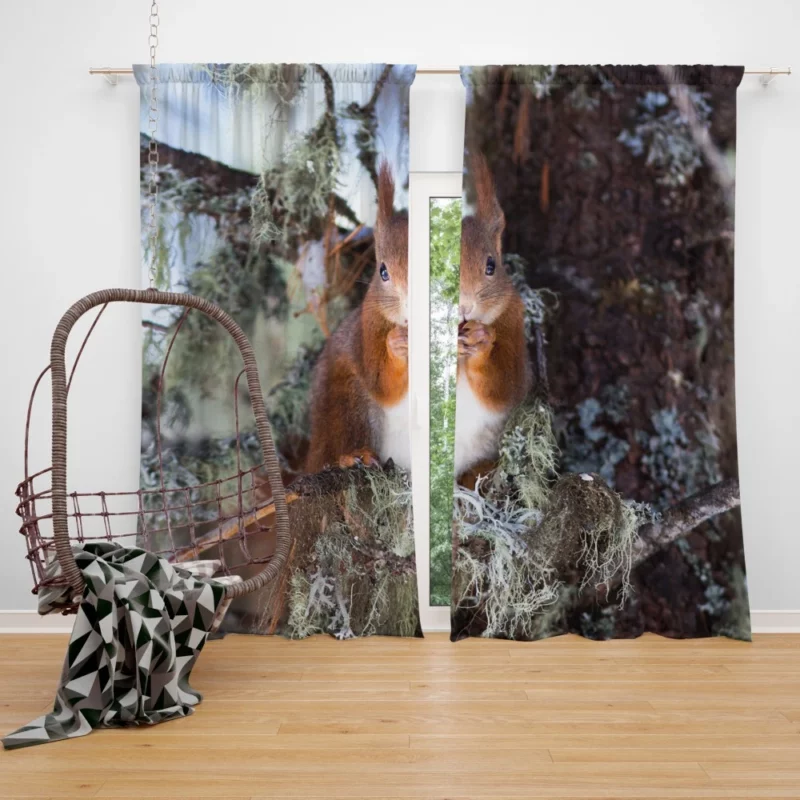 Squirrel Curious Essence Rodent World Curtain